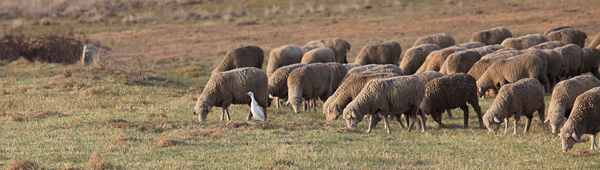 Koereiger tussen de schapen